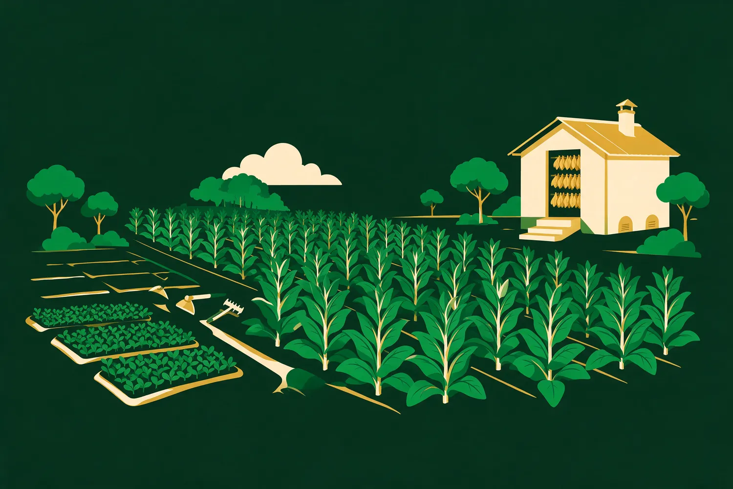 A financed smallholder tobacco farm across a whole season