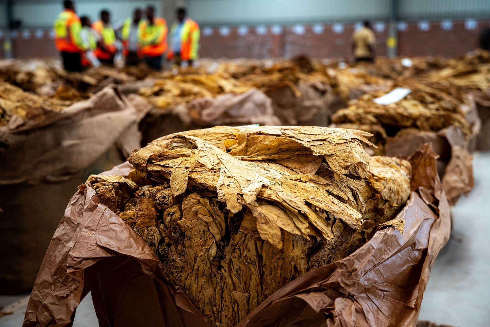 Open bales of golden cured leaf on the sales floor