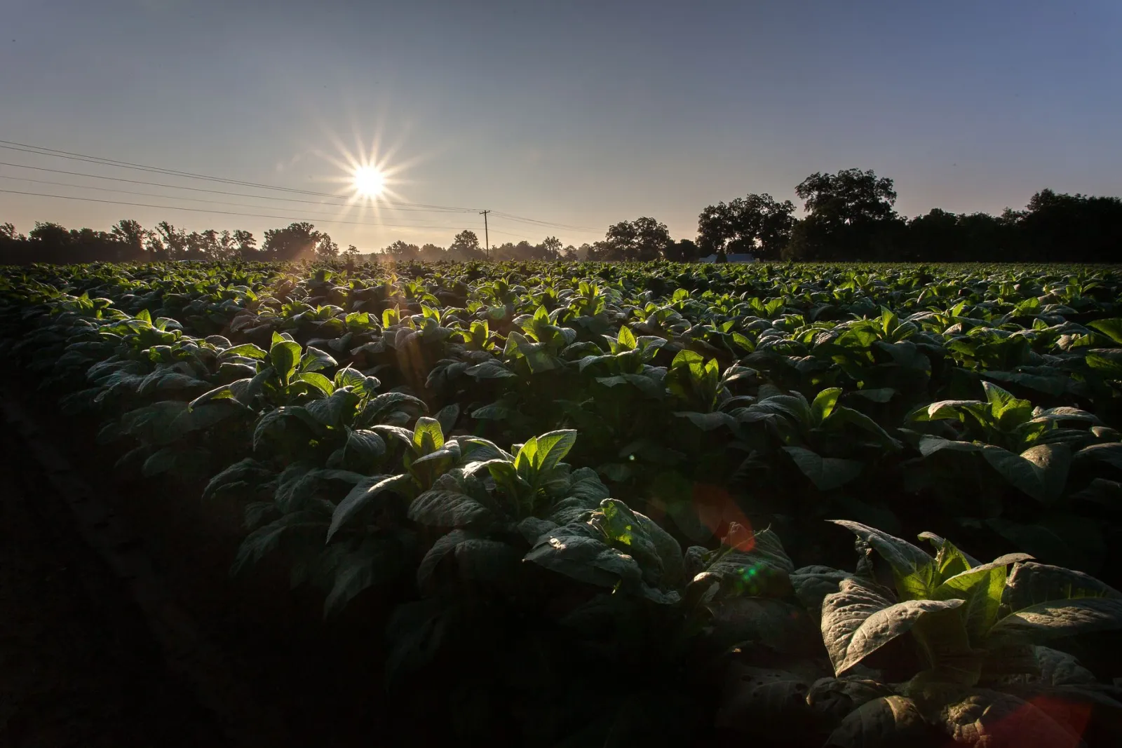 A tobacco field at dusk