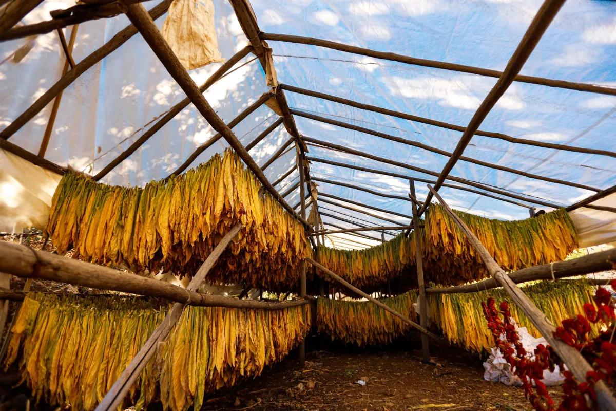 Tobacco leaves hanging to cure in the barn