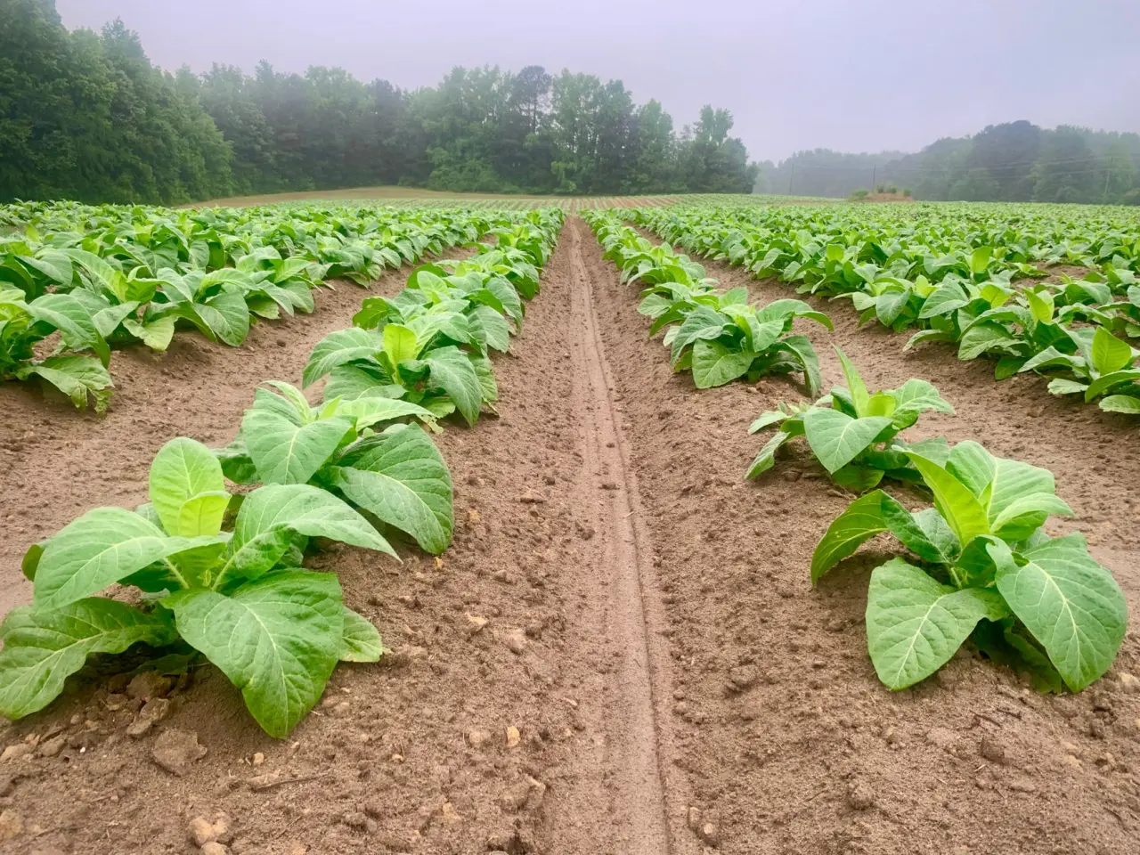 Tobacco field at dawn