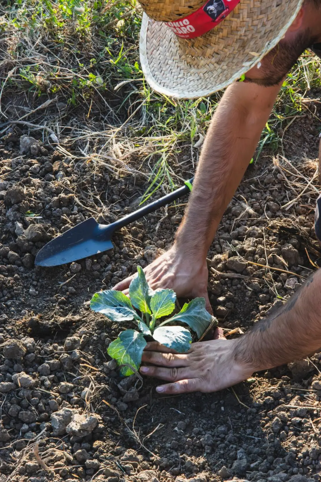 Hands in the soil