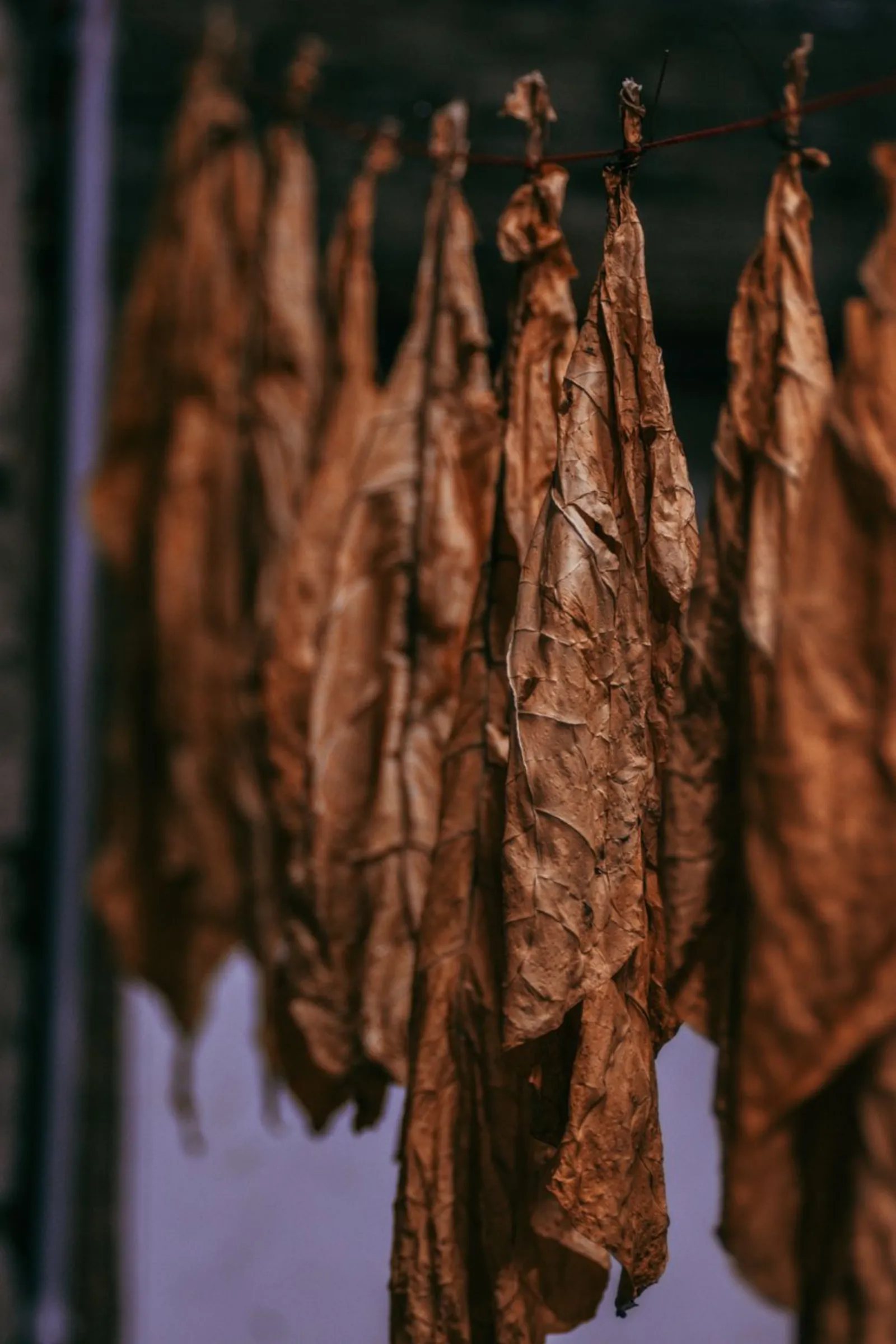 Cured tobacco leaf hanging in the barn