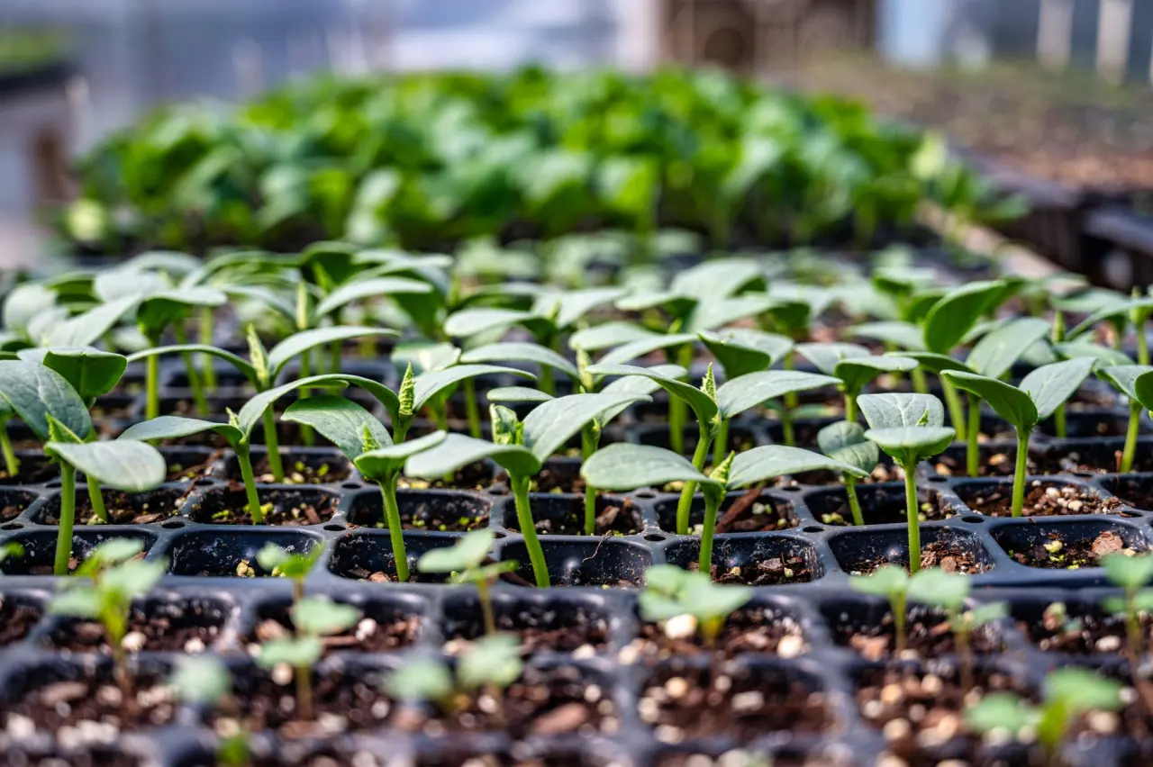 Seed bed nursery