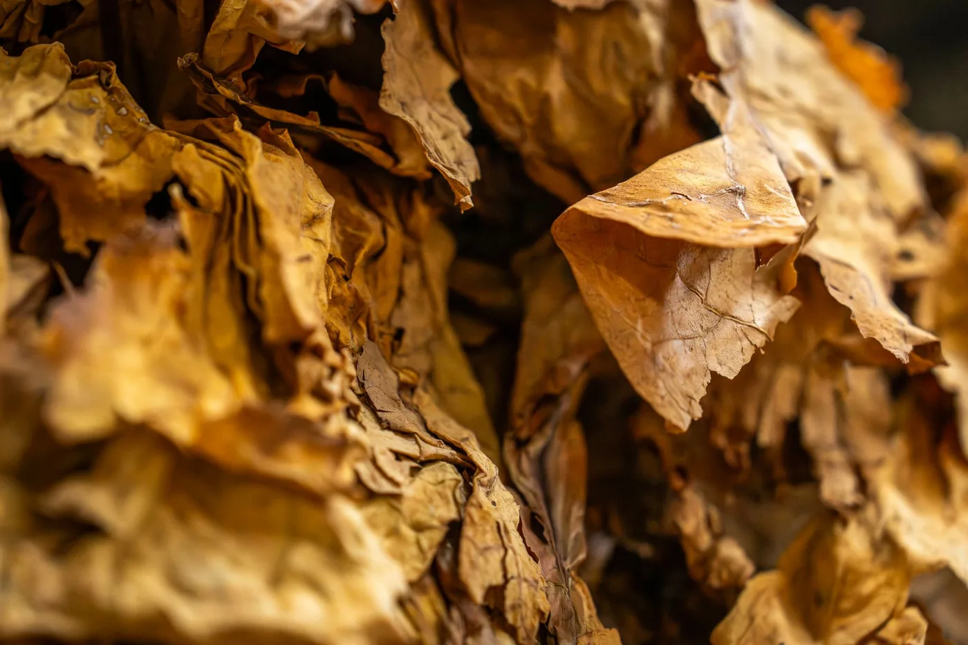 Cured golden Zimbabwean tobacco leaf, close up
